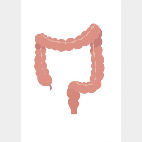 colon25 RGB.jpg