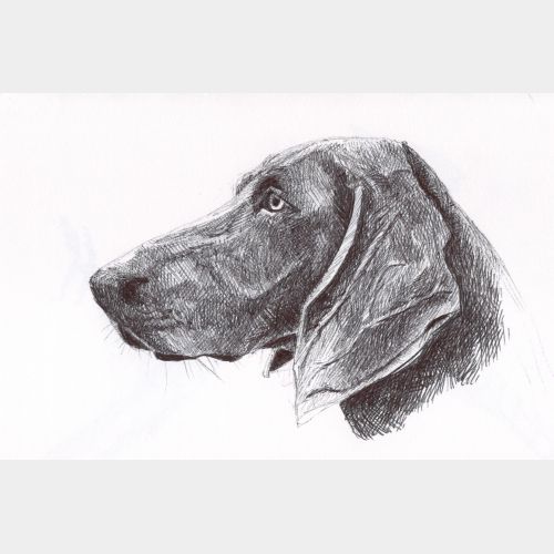 Studie Hond balpen 22.jpg