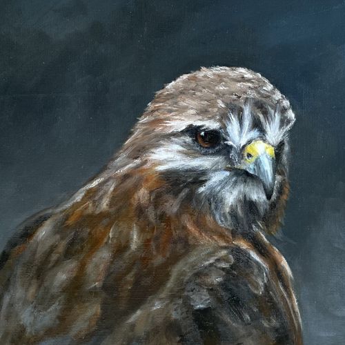 Buizerd olieverf 23.jpg