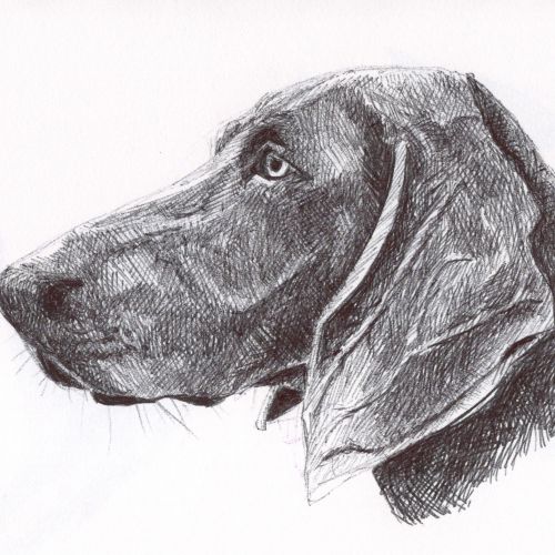 Studie Hond balpen 22.jpg